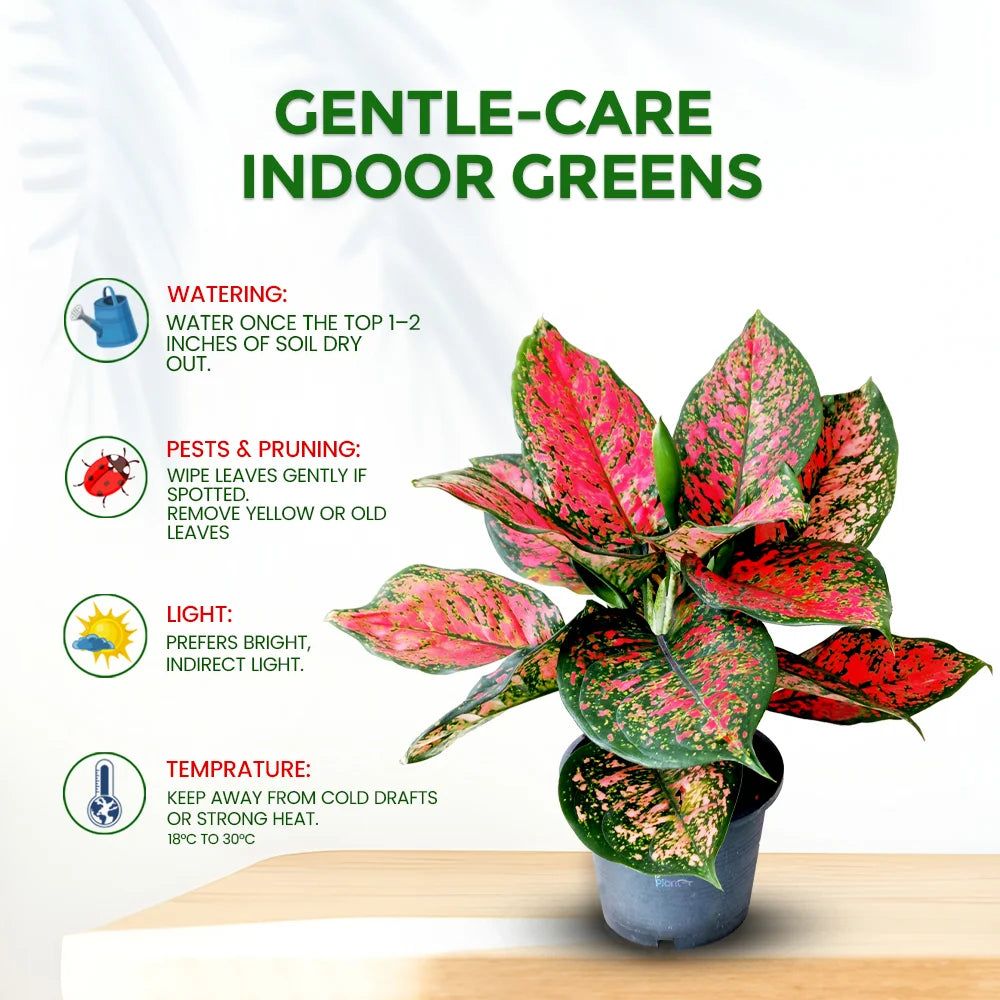 Aglaonema Anjamanee Red – Indoor Low Maintenance Air Purifying Plant