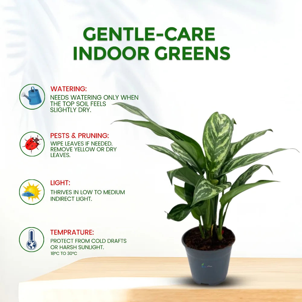 Aglaonema Tiger – Stylish Low Maintenance Indoor Air Purifying Plant