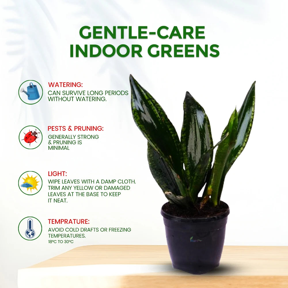 Snake Plant ‘Whitney’ – Elegant Indoor Air Purifying Low Maintenance Plant