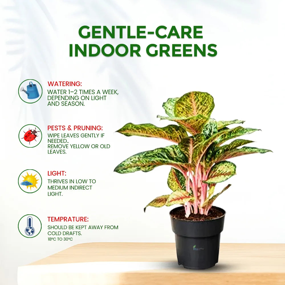 Aglaonema Peacock – Indoor Low Maintenance Air Purifying Plant