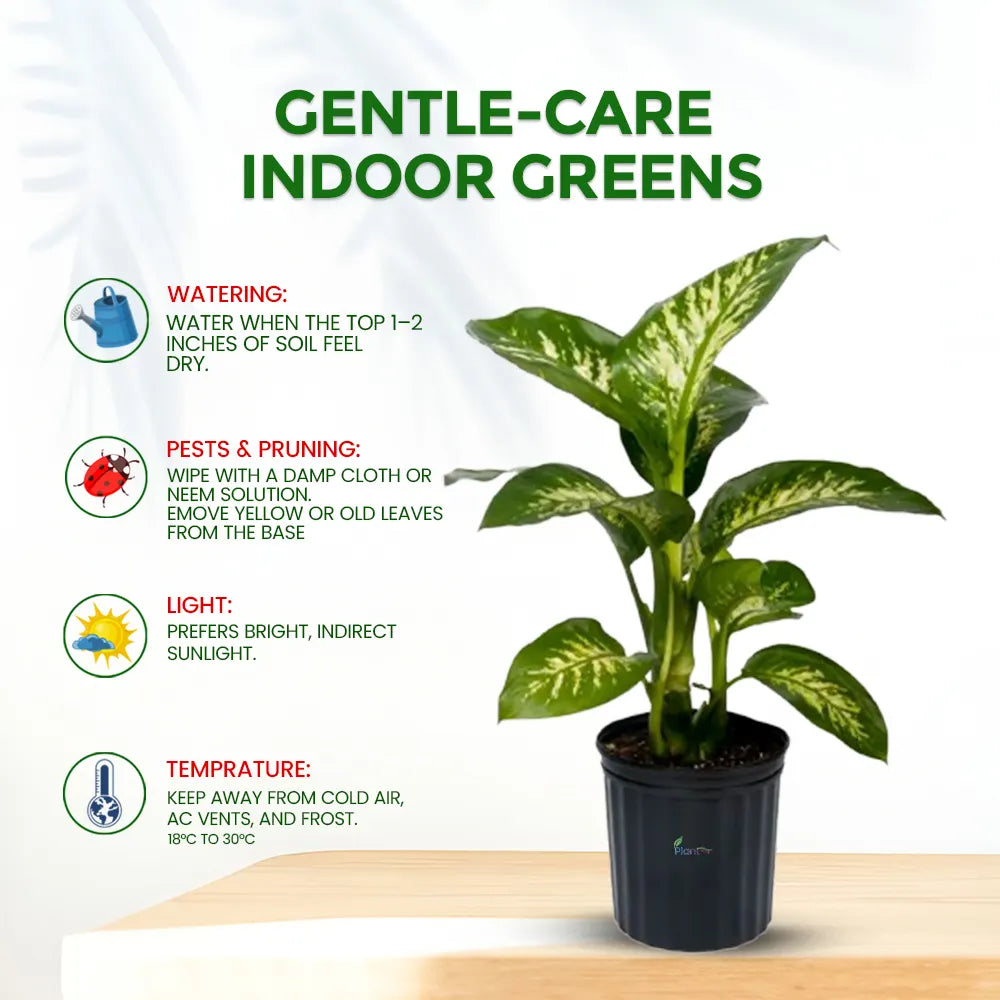 Dieffenbachia Green Magic – Elegant Low Maintenance Indoor Air Purifying Plant