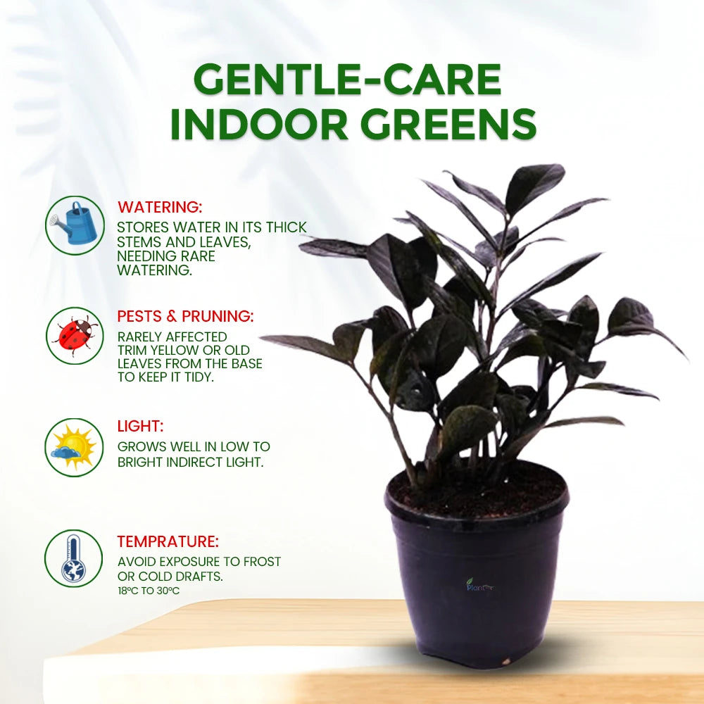 Zamioculcas Zamiifolia ‘Raven’ – Striking Black ZZ Plant for Modern Indoor Spaces