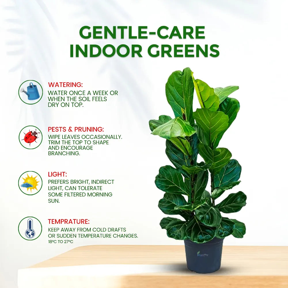 Ficus Lyrata – Premium Indoor Decorative Air Purifying Plant