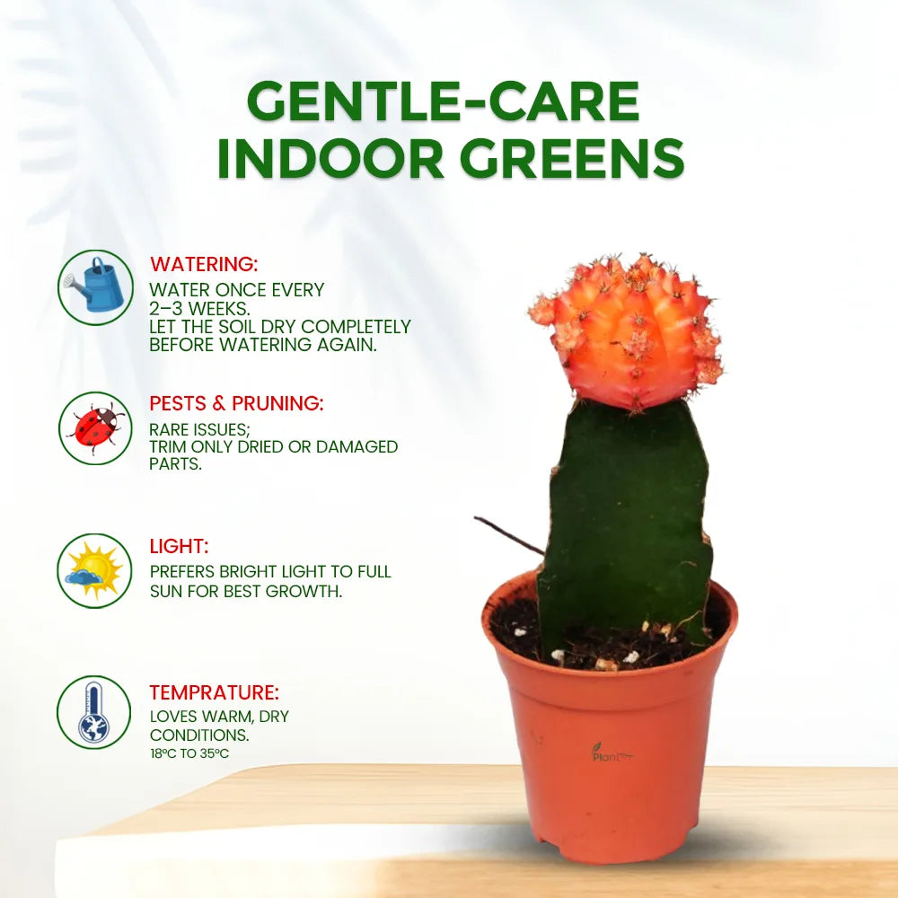 Tower Cactus – Low-Maintenance Outdoor Succulent Plant