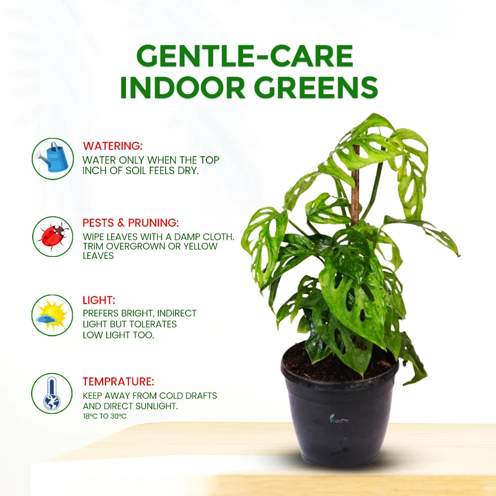 Broken Heart Plant (Hoya Kerrii) – Symbol of Love & Luck | Easy-Care Indoor Plant