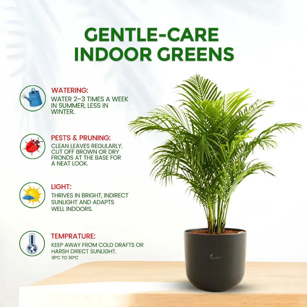 Areca Palm – Elegant Indoor Air Purifying Plant