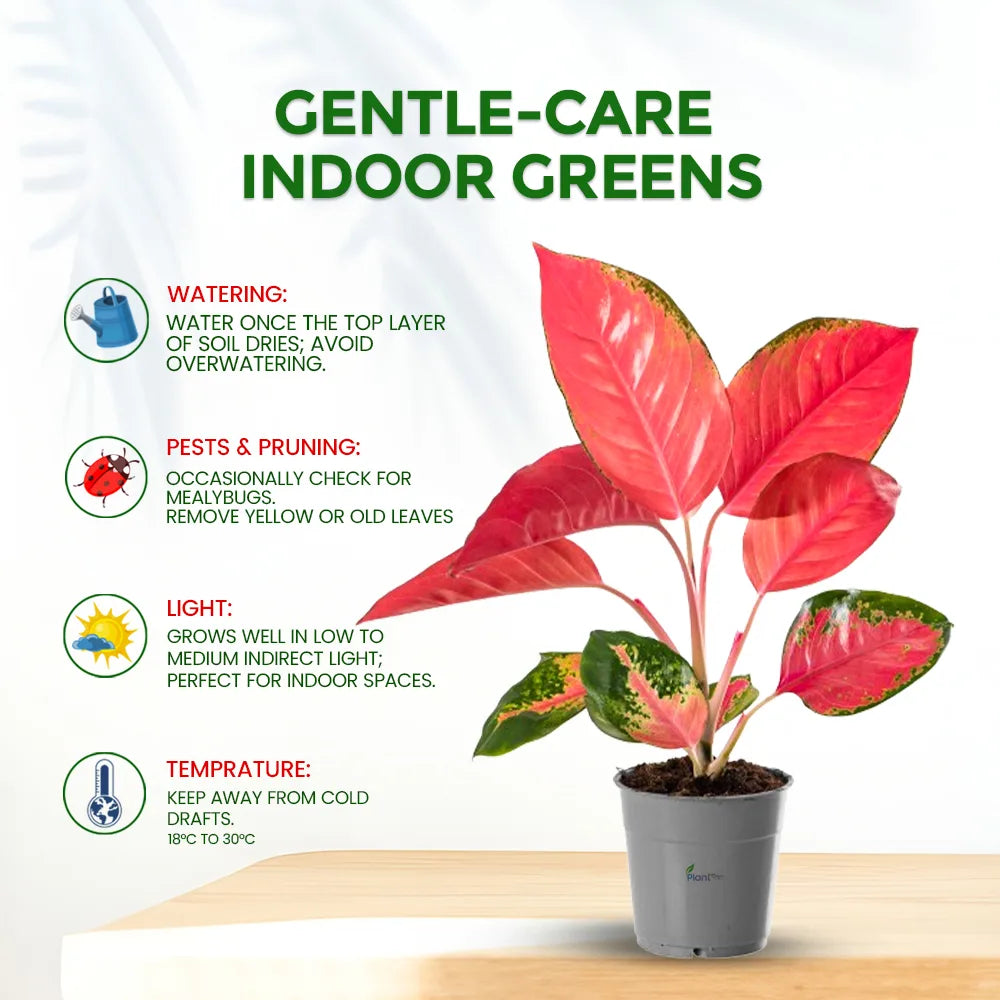 Grafted Adenium in 5" Grow Pot – Beautiful Flowering Desert Rose Plant