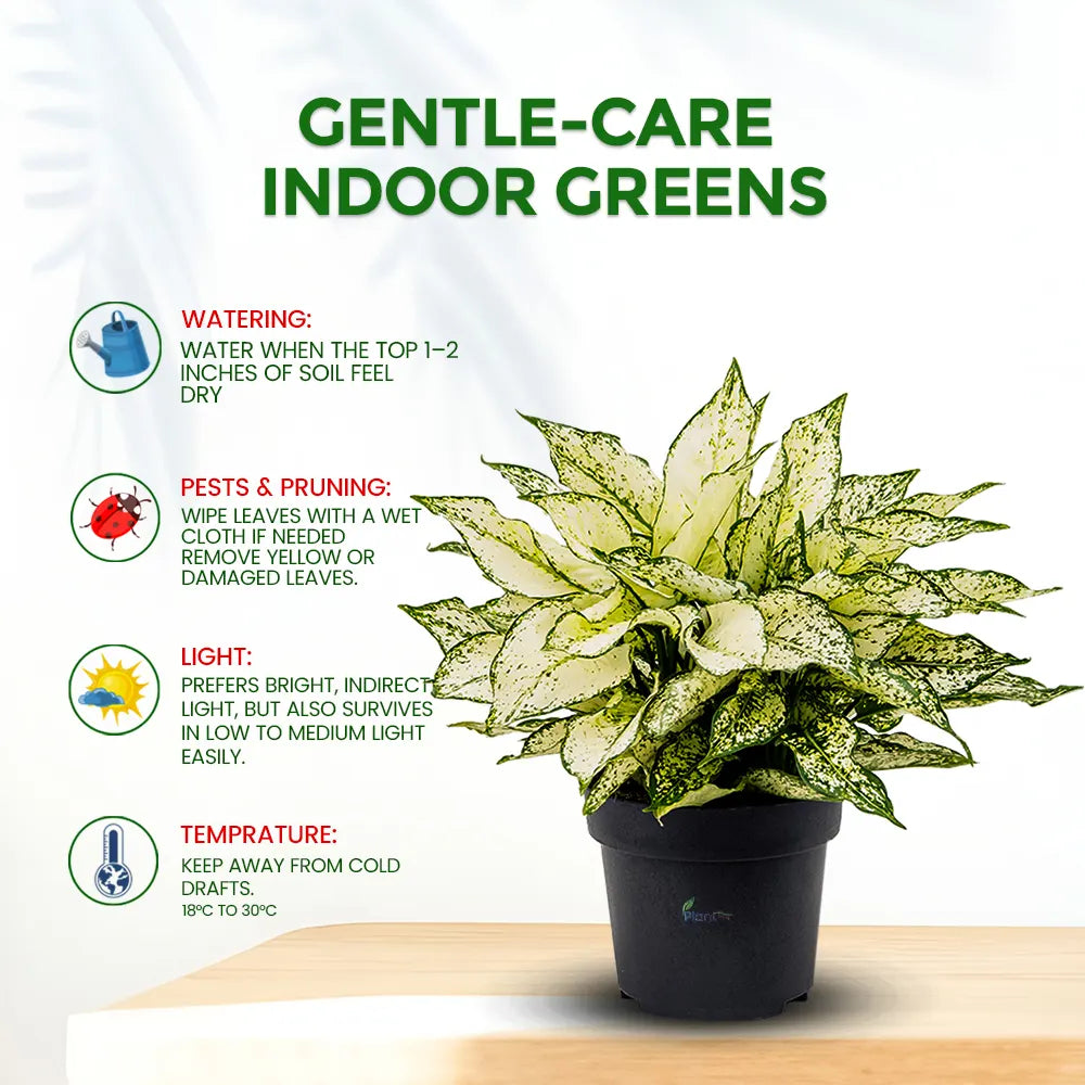 Aglaonema Bright White – Low Maintenance Indoor Air Purifying Plant