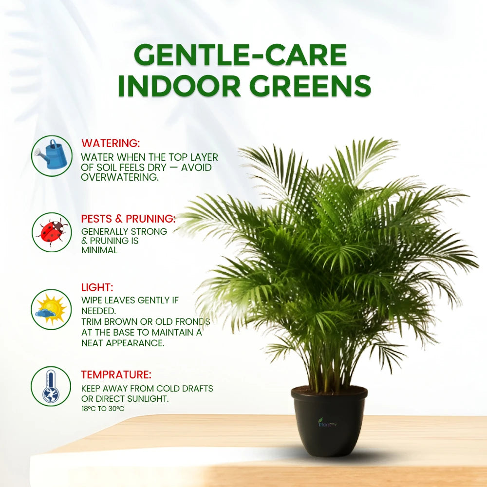 Chamaedorea Palm Plant – Elegant Indoor Air-Purifying Plant
