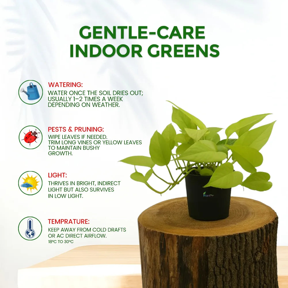 Money Plant Golden – Indoor Air Purifying Low Maintenance Plant