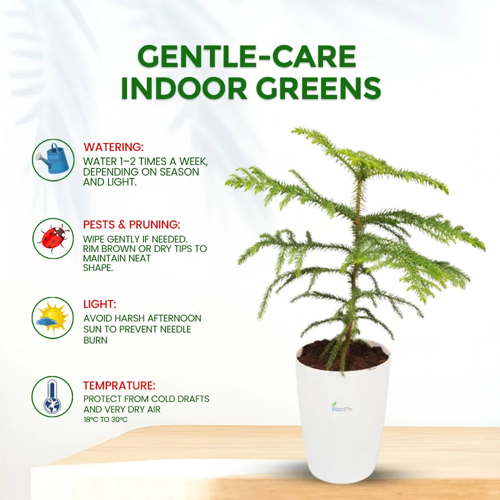 Arerokariya (Araucaria) – Outdoor Decorative Plant