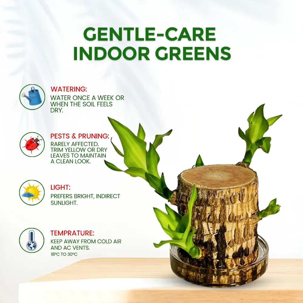 Brazilian Lucky Wood – Semi Indoor Low Maintenance Air Purifying Plant