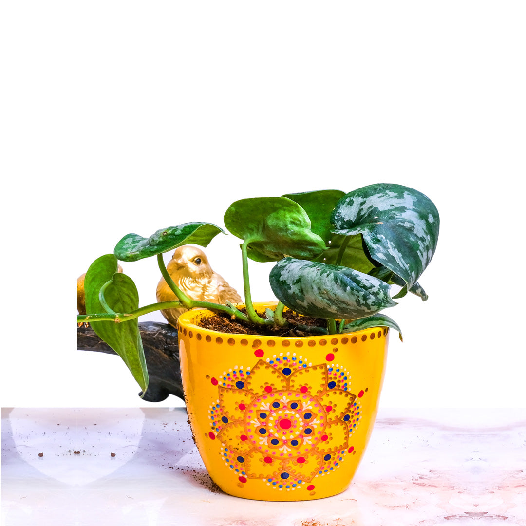 Potted plant with a colorful mandala design on the pot against a white background