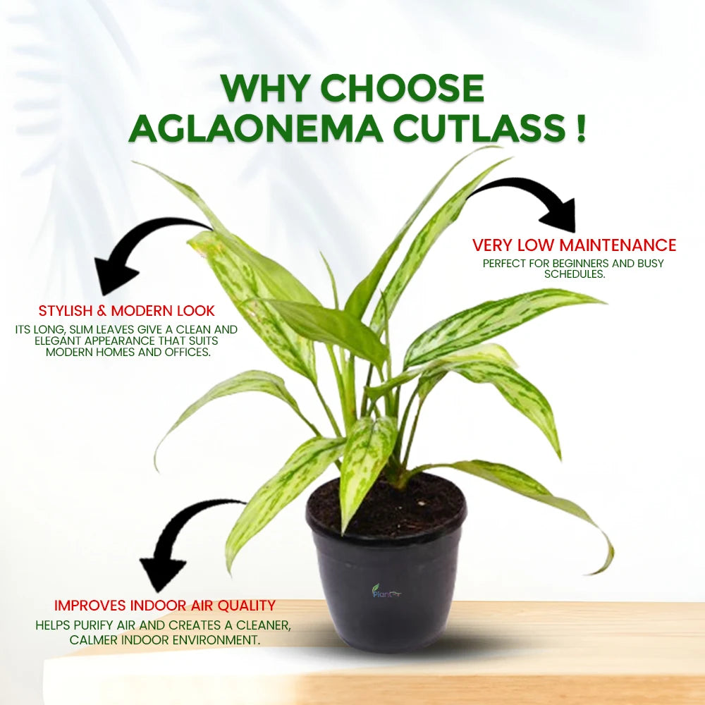 Aglaonema Cutlass – Elegant Low Maintenance Indoor Air Purifying Plant