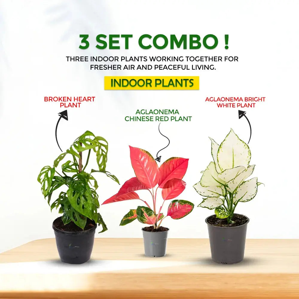 3 Indoor Plants Combo – Aglaonema & Broken Heart (Low Maintenance Indoor Plants) Plantmitra