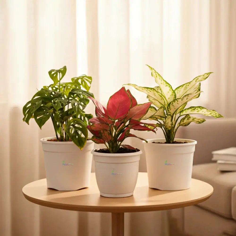 3 Indoor Plants Combo – Aglaonema & Broken Heart (Low Maintenance Indoor Plants) Plantmitra
