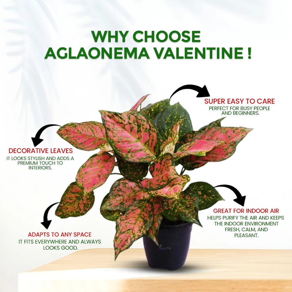 Aglaonema Hybrid Valentine – Low Maintenance Indoor Plant