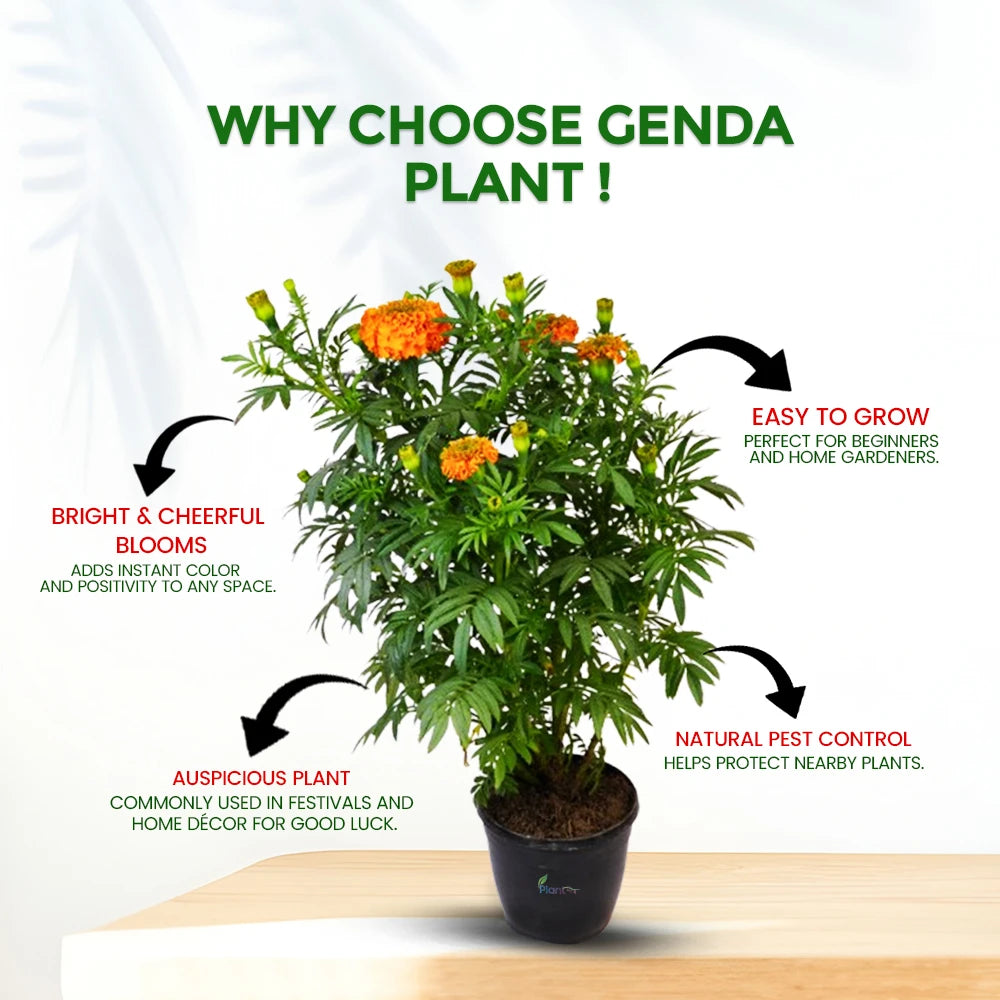 Genda Plant (Marigold) – Vibrant Outdoor Flowering Plant for Garden & Home Décor