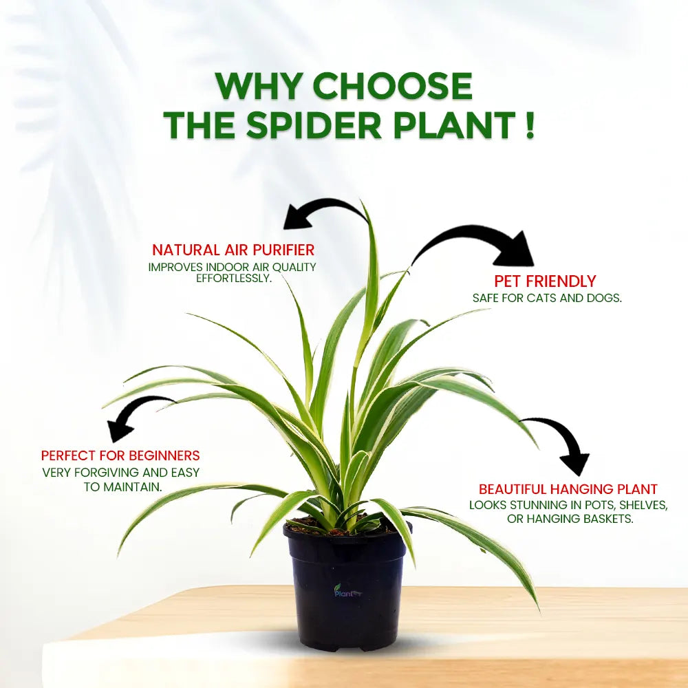 Spider Plant – Easy Care Indoor Air Purifying Plant
