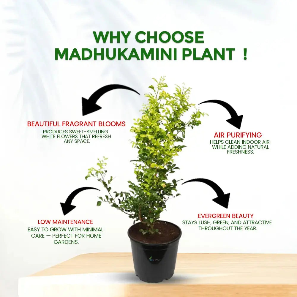 Madhukamini Plant (Kamini / Orange Jasmine) in 8" Grow Pot – Fragrant Outdoor Plant Plantmitra