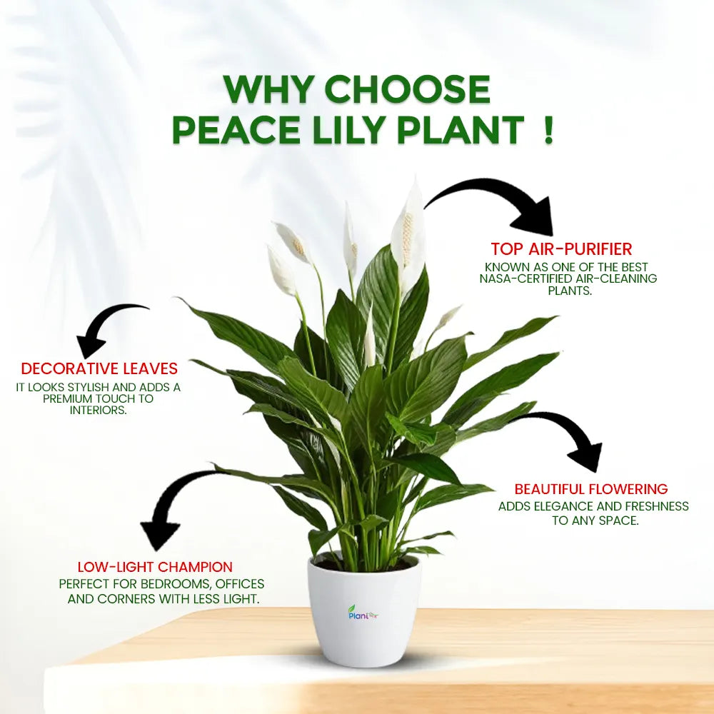 Peace Lily – Elegant Indoor Air Purifying Flowering Plant