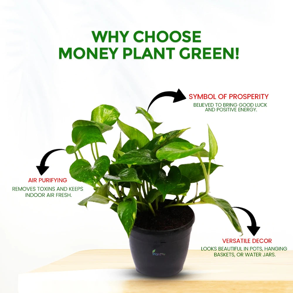Money Plant Green – Indoor Low Maintenance Air Purifying Plant