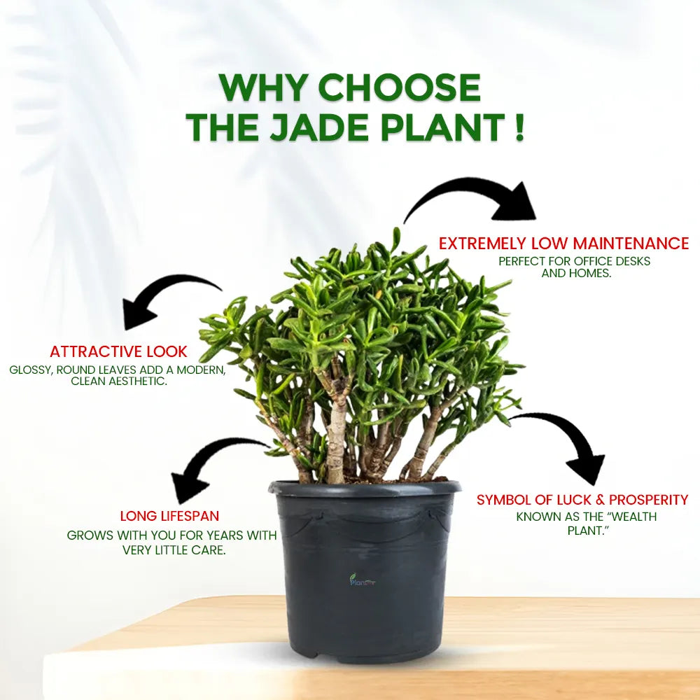Jade Plant – Low Maintenance Indoor Succulent Air Purifying Plant