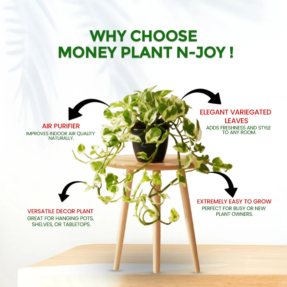 Money Plant ‘N’Joy’ – Decorative Low Maintenance Indoor Air Purifying Plant