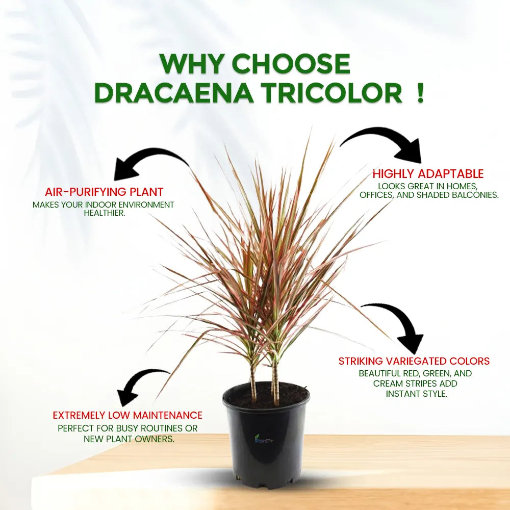 Dracaena Tricolor – Semi Indoor Low Maintenance Air Purifying Plant