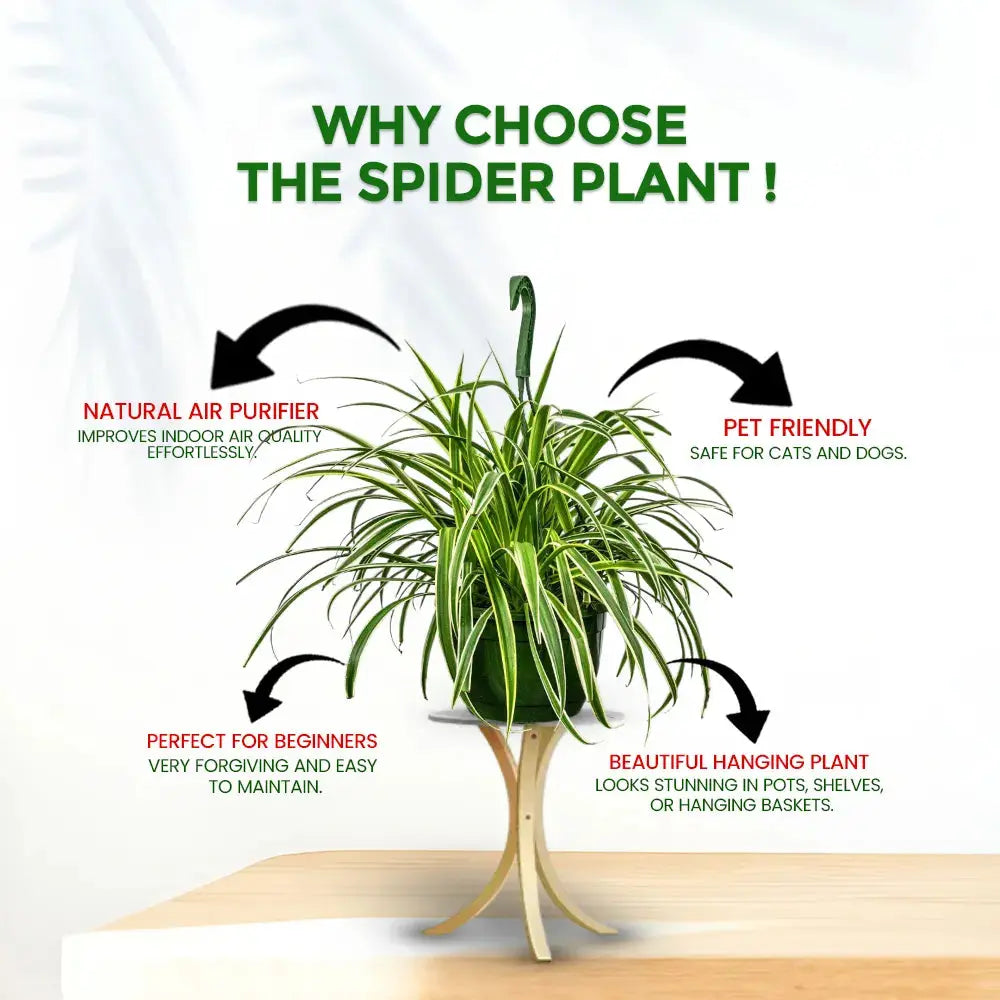 Spider Plant (Chlorophytum Comosum) in 8" Grow Basket – Indoor Air-Purifying Plant Plantmitra
