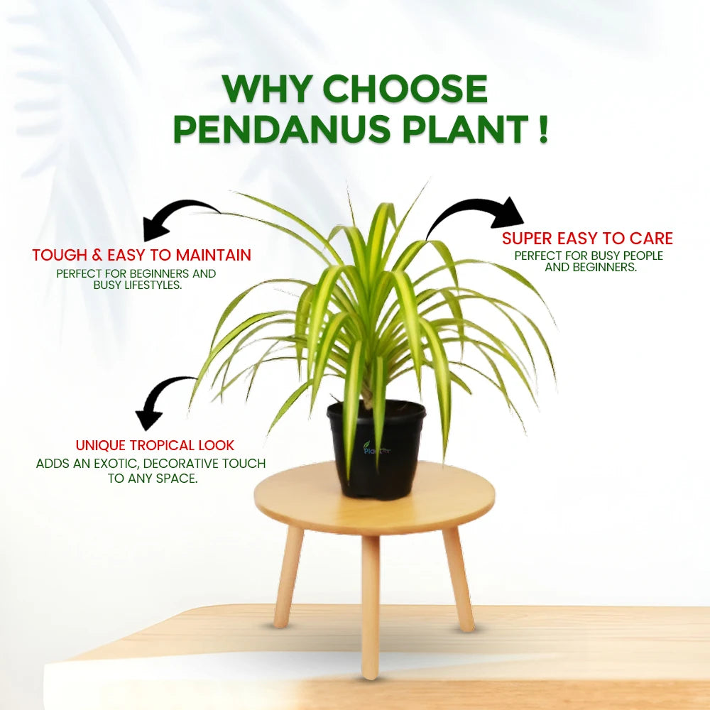 Pandanus Plant – Hardy Outdoor Decorative Plant