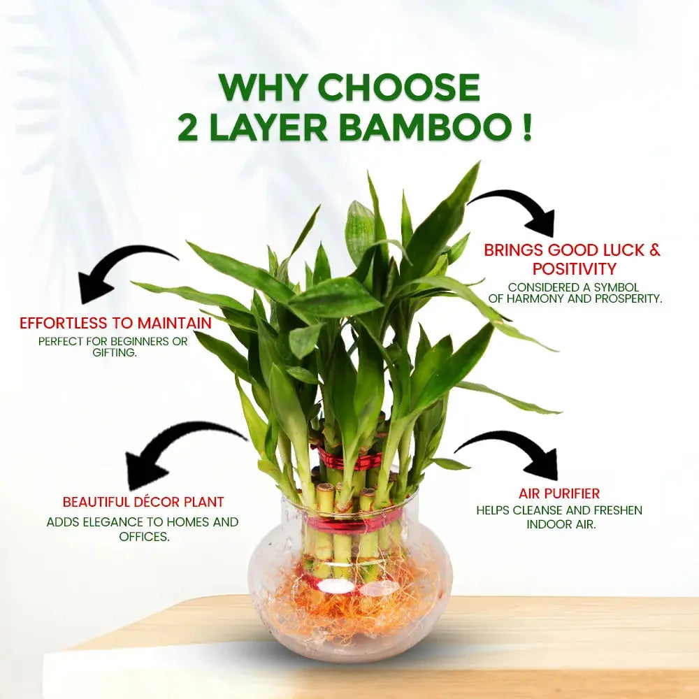 2 Layer Lucky Bamboo Plant – Indoor Good Luck & Positive Energy Plant Plantmitra