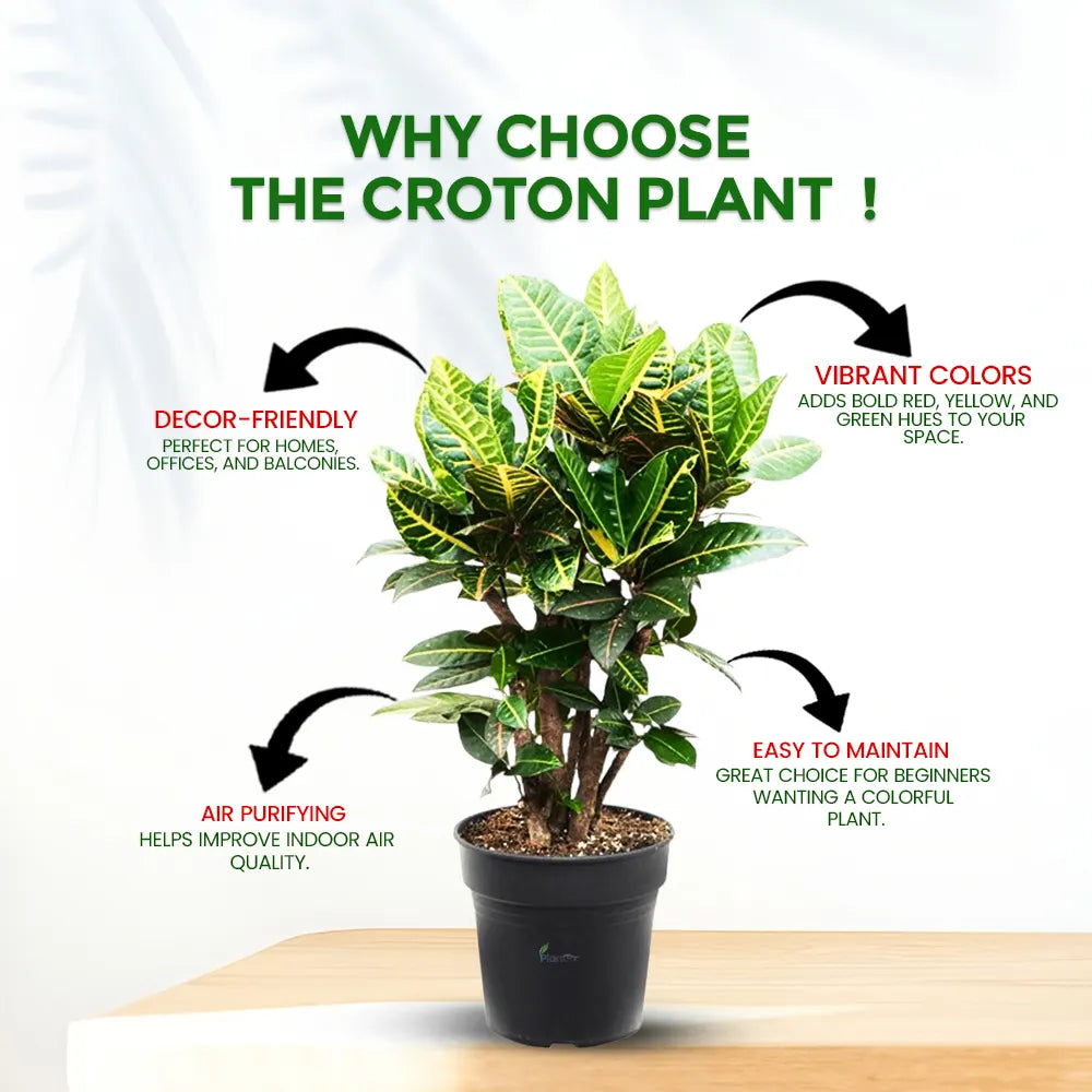 Croton – Vibrant Semi Indoor Decorative Air Purifying Plant