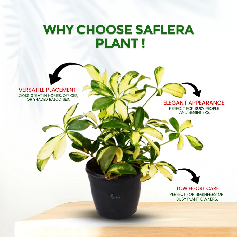 Saflera (Schefflera / Umbrella Plant) – Beautiful Indoor Air-Purifying Plant