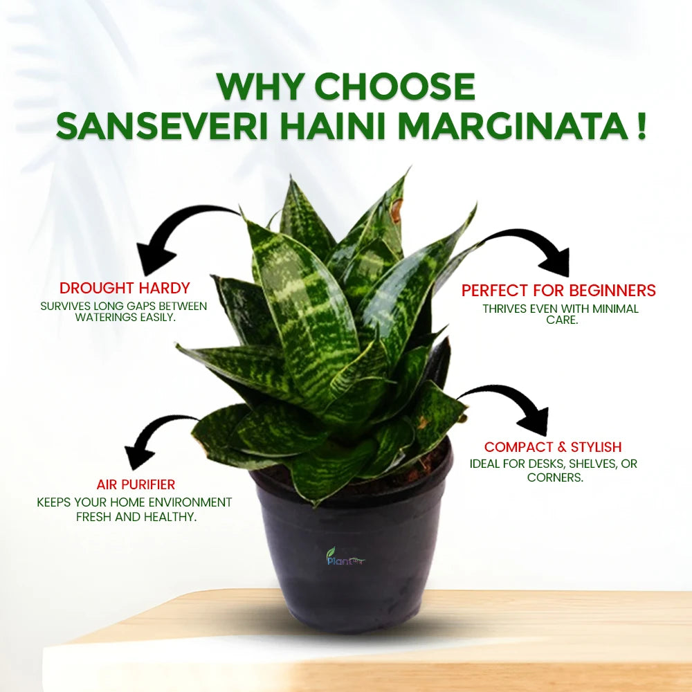 Sansevieria ‘Hahnii Marginata’ – Compact Indoor Low Maintenance Air Purifying Plant