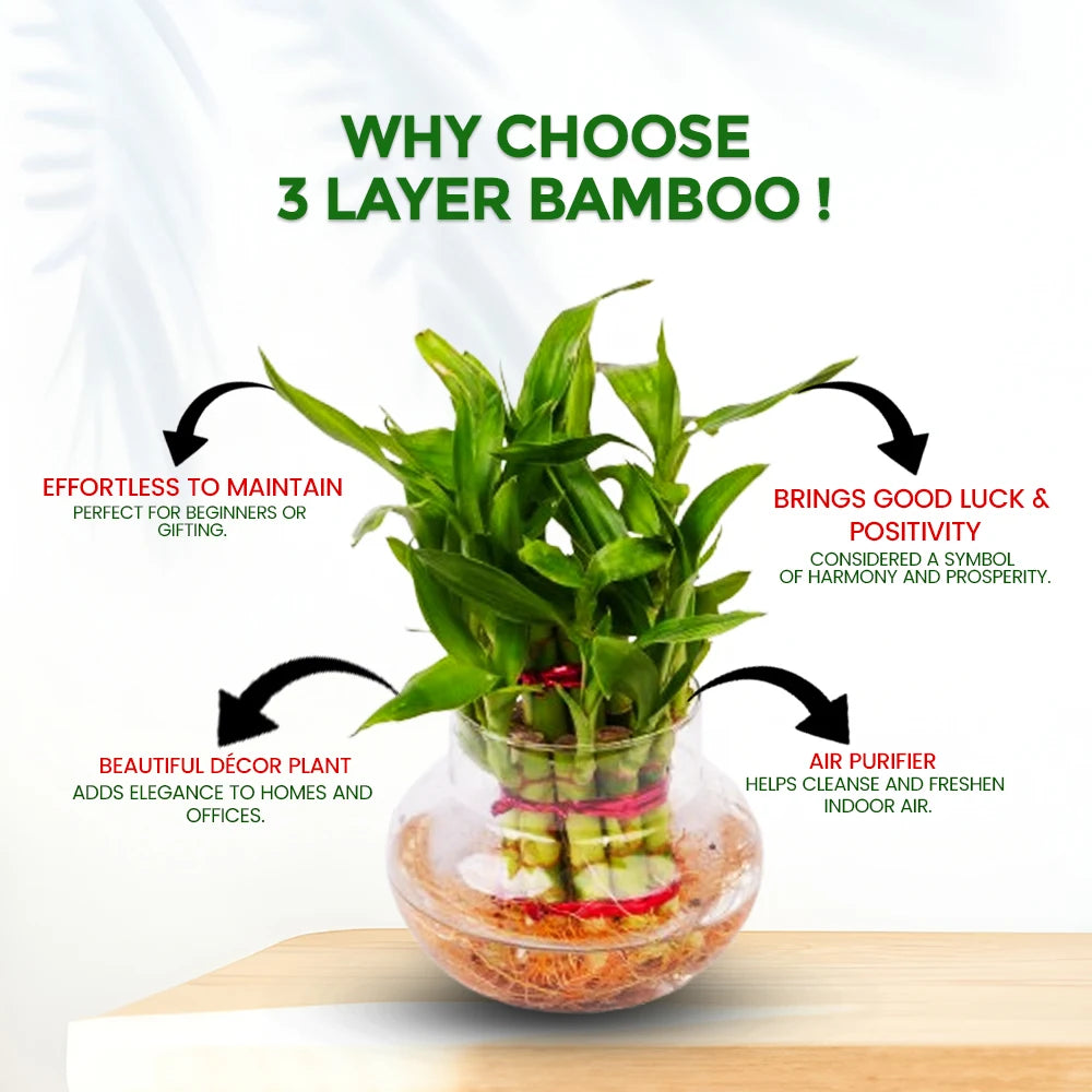 3 Layer Lucky Bamboo Plant – Good Luck & Positive Energy Indoor Plant