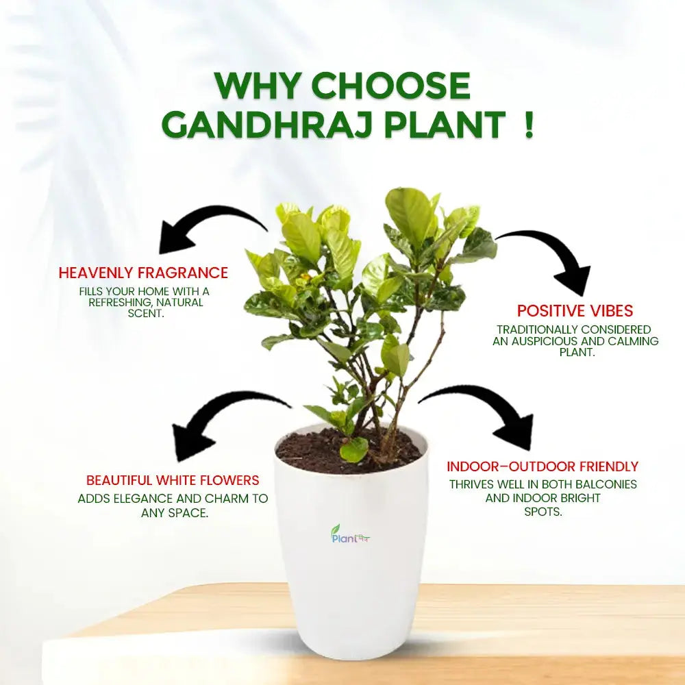 Gandhraj Plant in 8″ × 11″ Tower Pot – Fragrant Flowering Outdoor Plant Plantmitra