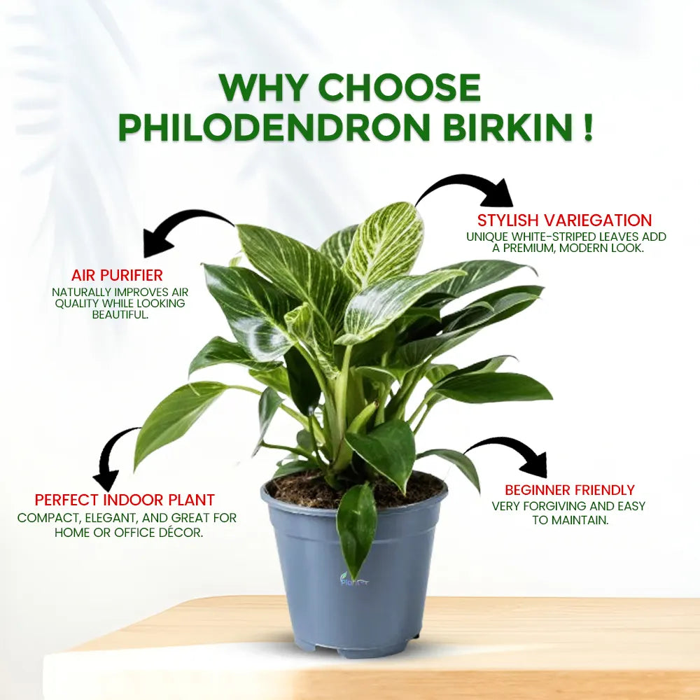 Philodendron Birkin – Stylish Indoor Low Maintenance Air Purifying Plant