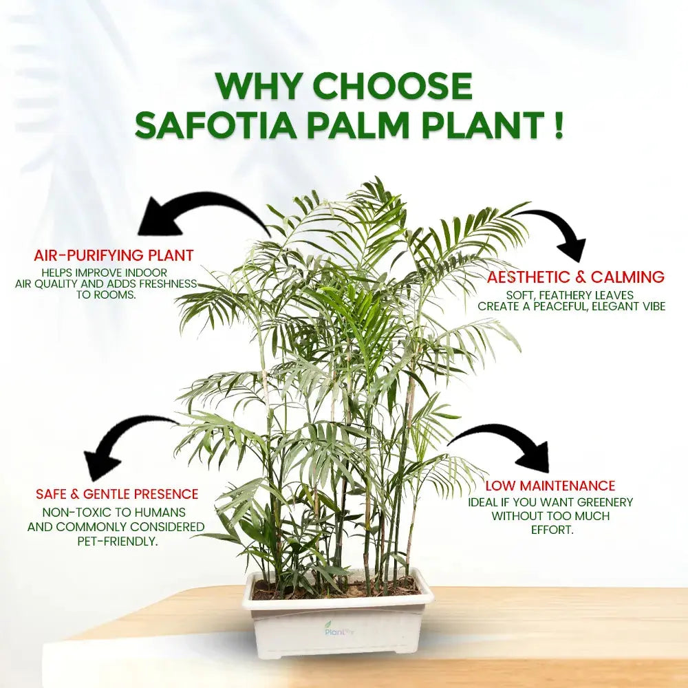 Safotia Palm Plant in 24" Window Pot – Elegant Indoor & Semi-Outdoor Palm Plant Plantmitra