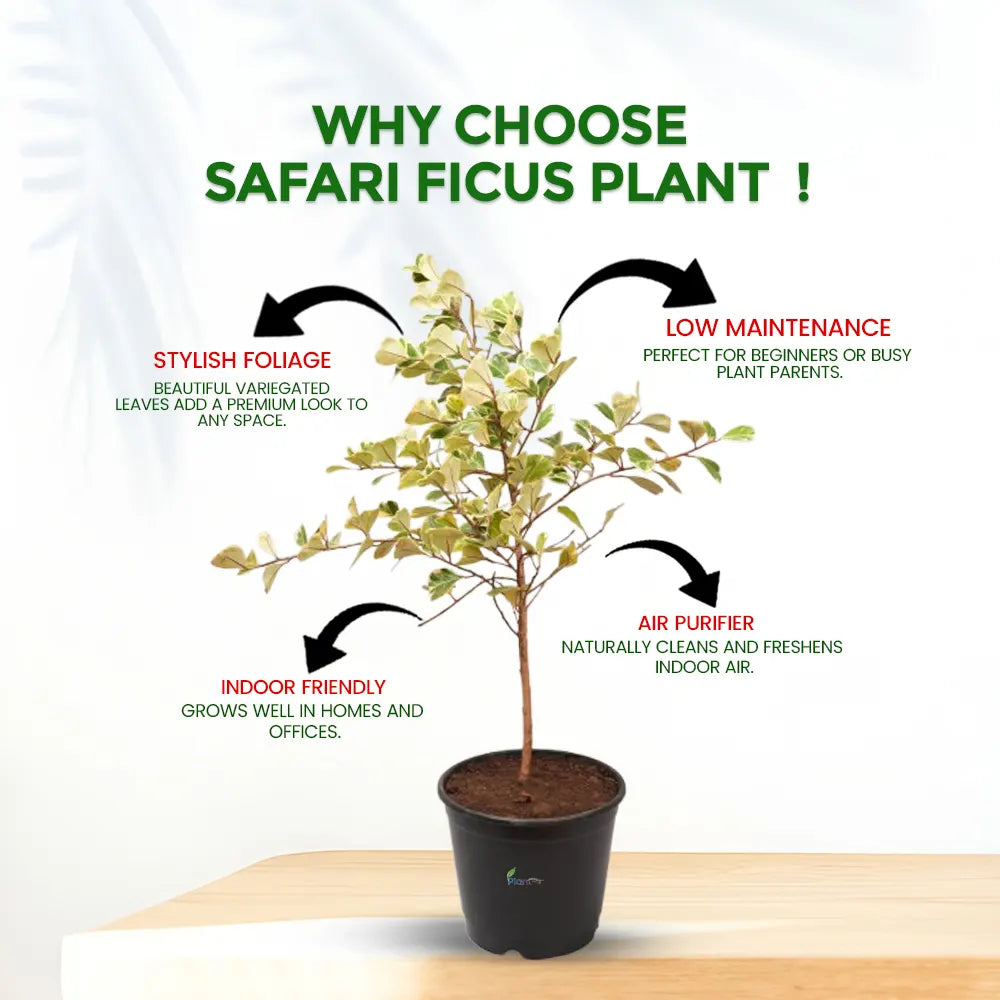 Safari Ficus Plant in 8" Grow Pot – Stylish Indoor Air-Purifying Plant