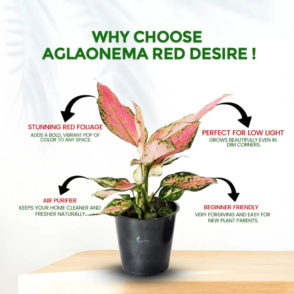 Aglaonema Red Desire – Bold Low Maintenance Indoor Air Purifying Plant