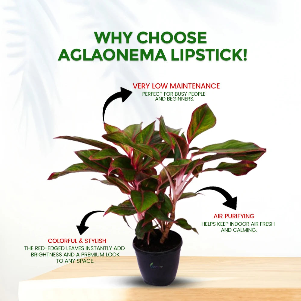 Aglaonema Hybrid Lipstick – Vibrant Low Maintenance Indoor Plant