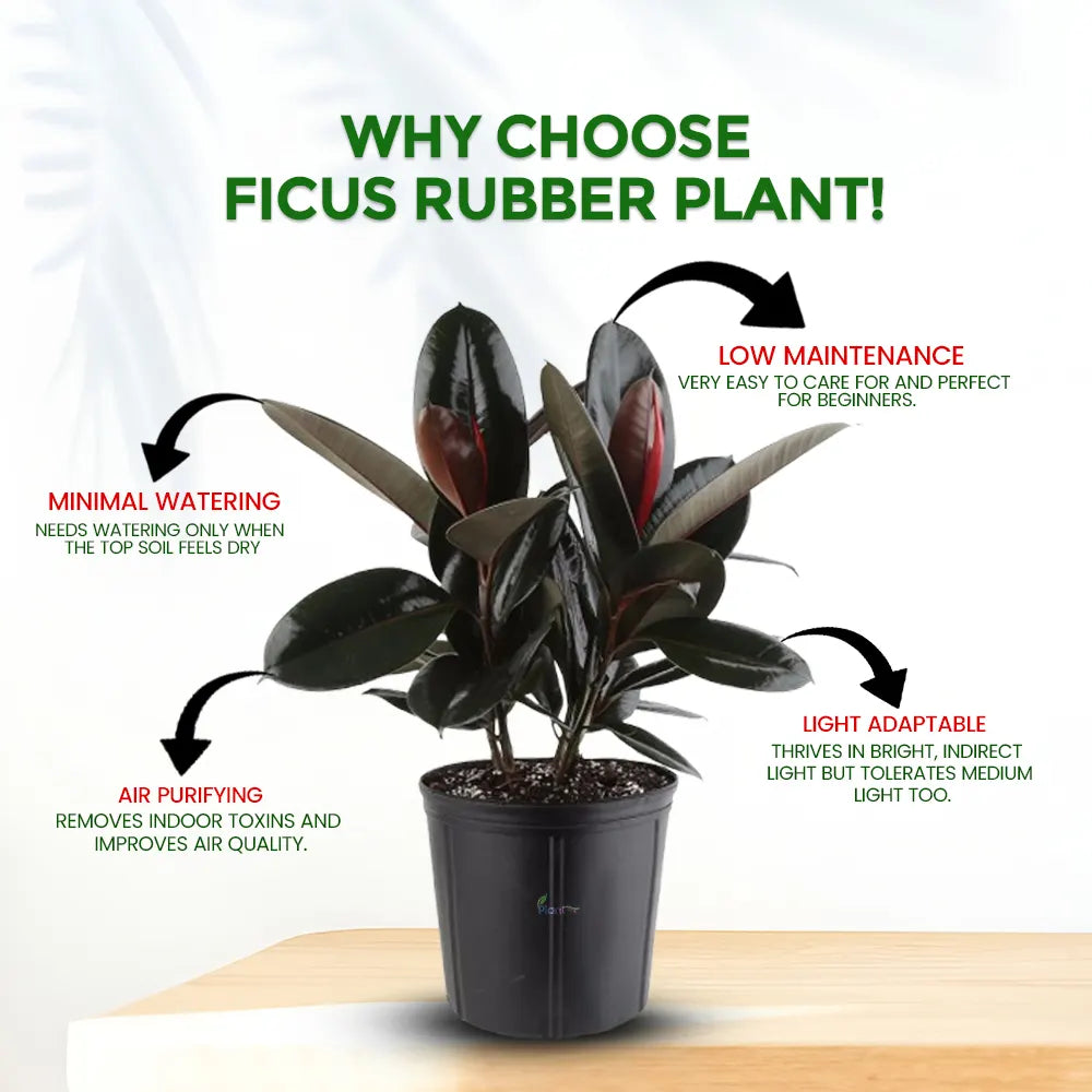 Ficus Rubber Plant – Classic Low Maintenance Indoor Air Purifying Plant