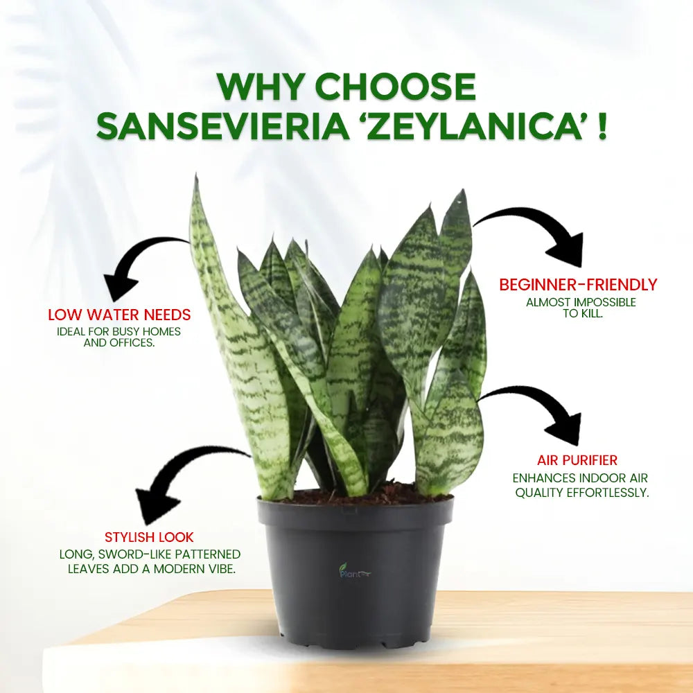 Sansevieria ‘Zeylanica’ – Hardy Indoor Air Purifying Low Maintenance Plant