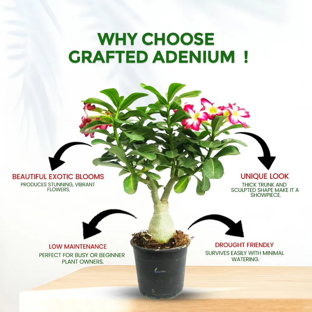 Grafted Adenium Plant in 5" Grow Pot – Desert Rose Flowering Bonsai