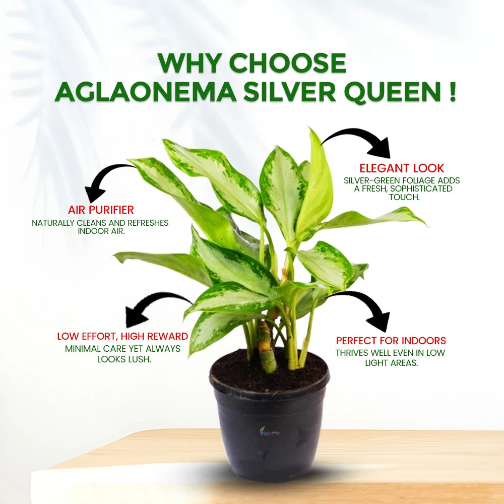 Aglaonema Silver Queen – Elegant Indoor Air-Purifying Plant
