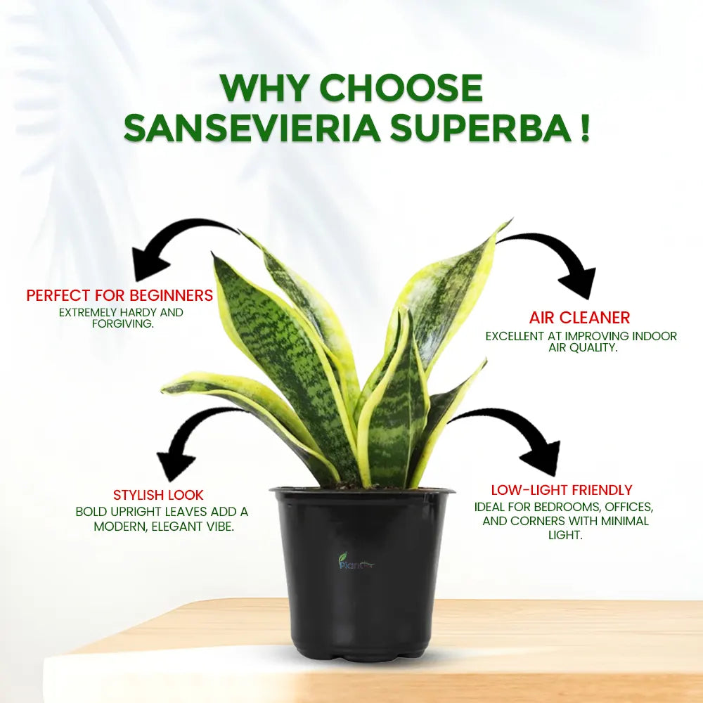 Sansevieria Superba – Indoor Low Maintenance Air Purifying Plant