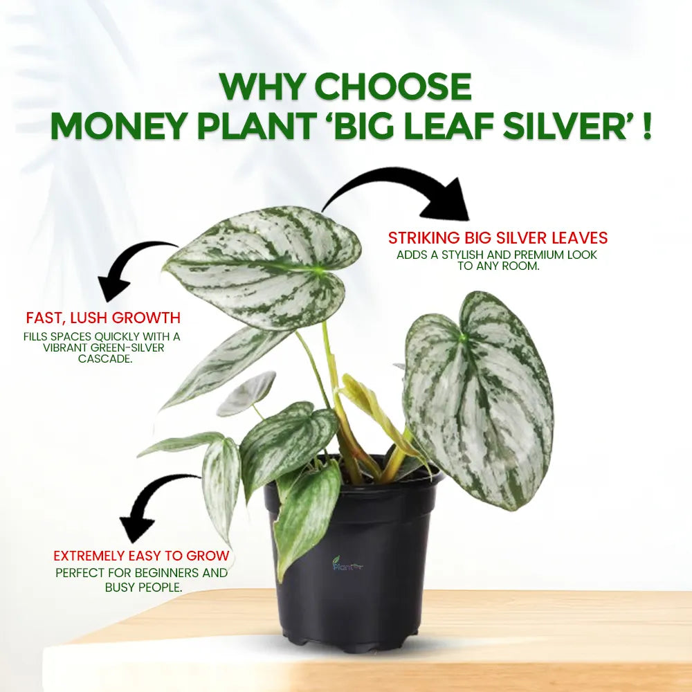 Money Plant ‘Big Leaf Silver’ – Easy Care Indoor Air Purifying Plant