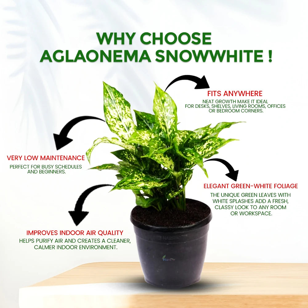 Aglaonema Snow White – Elegant Low Maintenance Indoor Air Purifying Plant