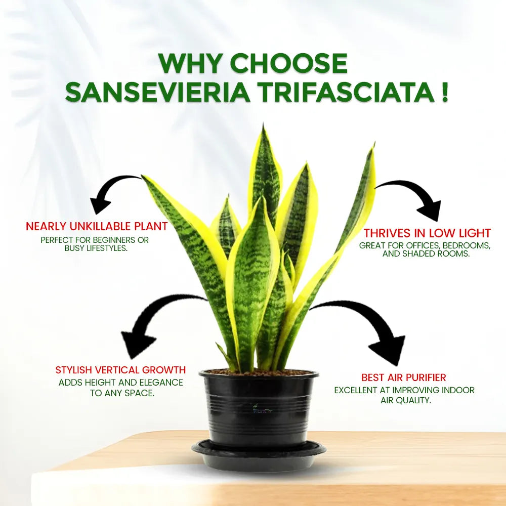 Sansevieria Trifasciata ‘Hahnii Stars and Stripes’ – Compact Indoor Air Purifying Low Maintenance Plant